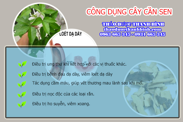  cây cần sen 