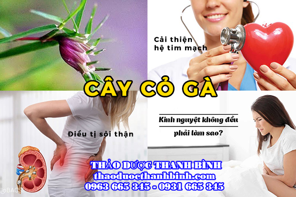 cây cỏ gà