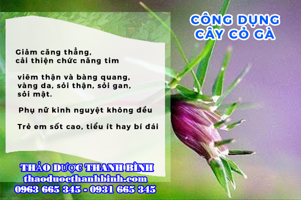 cây cỏ gà