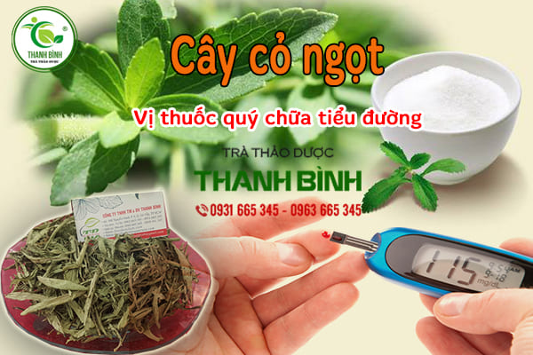 Giới thiệu về dược liệu cỏ ngọt thu hái 100% tự nhiên