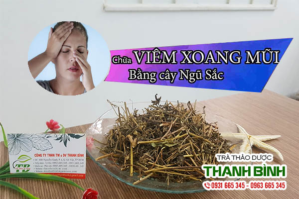 Cây cỏ hôi (cứt lợn) thu hái 100% tự nhiên tại Thảo dược Thanh Bình