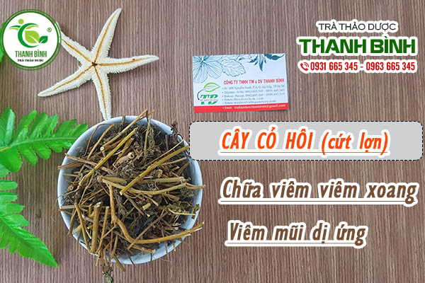 Cây cỏ hôi (cứt lợn) và tác dụng điều trị viêm xoang hiệu quả