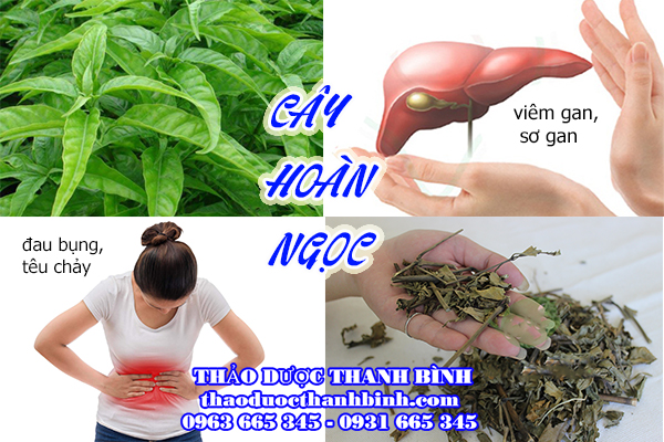  cây hoàn ngọc (cây con khỉ) 