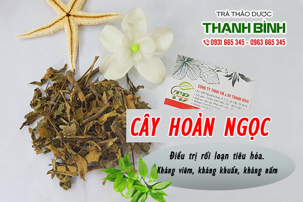 cây hoàn ngọc