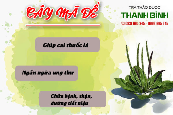 cây mã đề