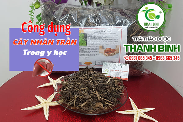 Nhân trần chất lượng tại Thảo dược Thanh Bình