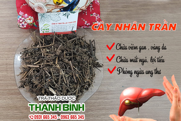 cây nhân trần