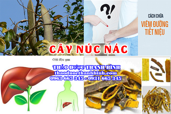 cây núc nác