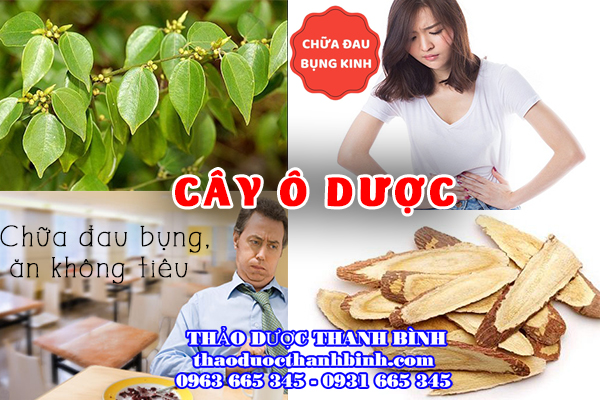 cây ô dược