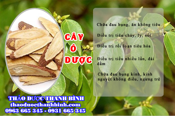 cây ô dược