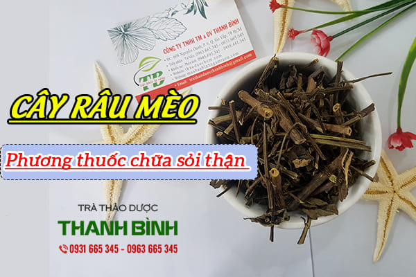 Giới thiệu về cây râu mèo