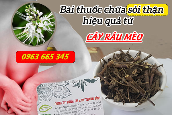 Cây râu mèo có công dụng gì?