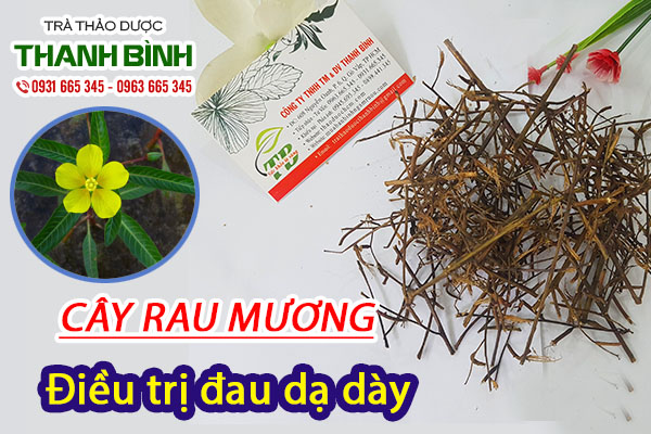 Giới thiệu đặc điểm cây rau mương