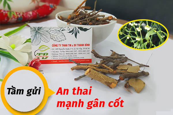 Cây tầm gửi chất lượng tại thảo dược Thanh Bình