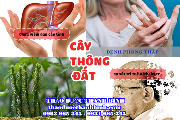 cây thông đất