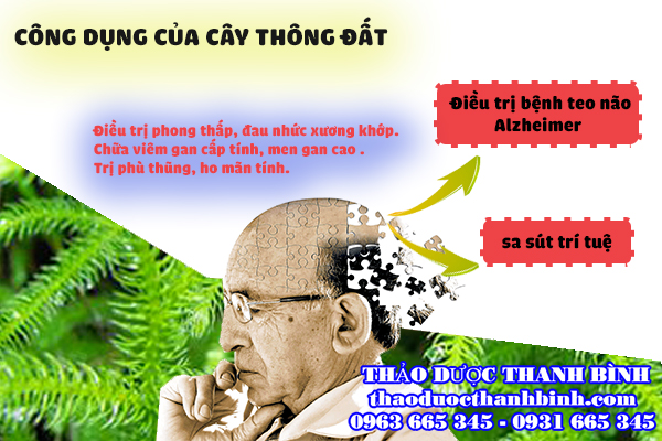 cây thông đất