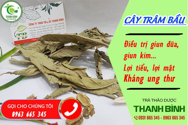 cây trâm bầu