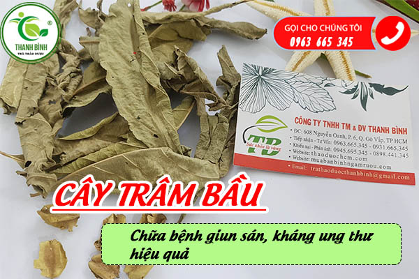 cây trâm bầu