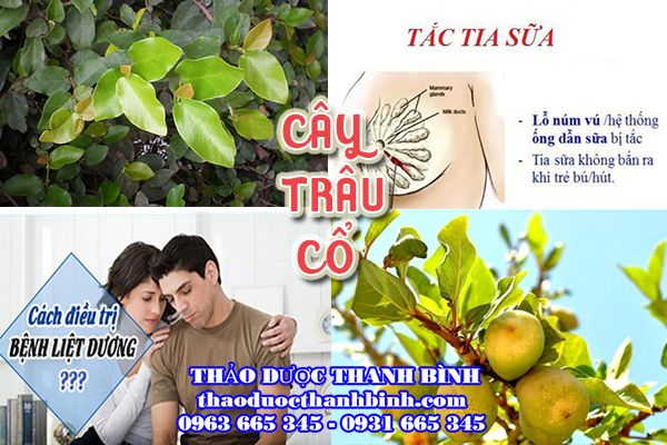 cây trâu cổ