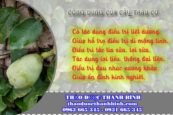 cây trâu cổ