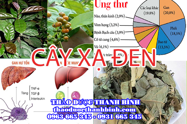  cây xạ đen