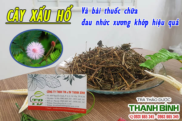 Cây xấu hổ thu hái 100% tự nhiên tại Thảo dược Thanh Bình