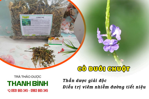 cỏ đuôi chuột