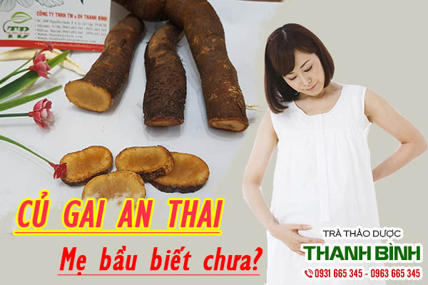 Củ gai 100% nguyên chất tại Thảo dược Thanh Bình