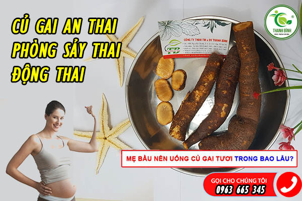 Củ gai có công dụng an thai chữa động thai dọa sảy cho bà bầu