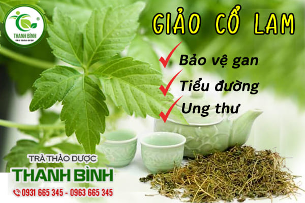 giảo cổ lam