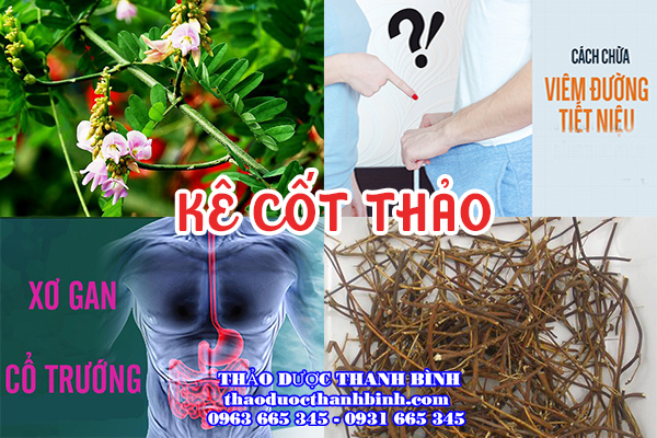 Tìm hiểu về dược liệu kê cốt thảo 