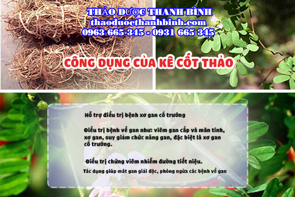 Một số công dụng mà kê cốt thảo đem lại