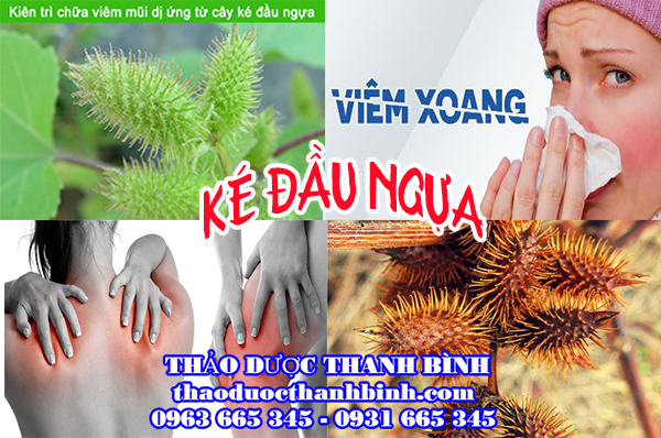 Những công dụng mà ké đầu ngựa mang lại