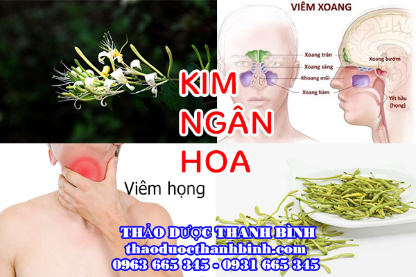  kim ngân hoa 