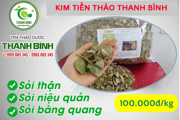 Kim tiền thảo chữa sỏi thận bạn nên biết