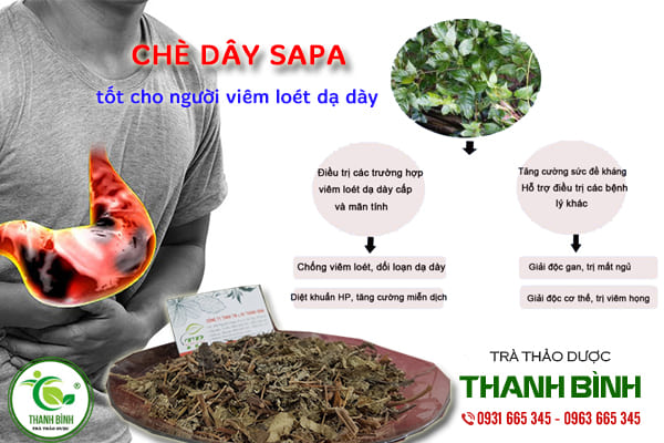 chè dây sapa