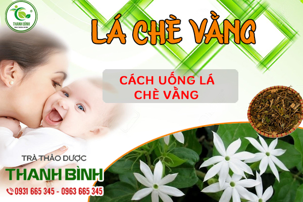 Lá chè vằng và những bài thuốc trị bệnh