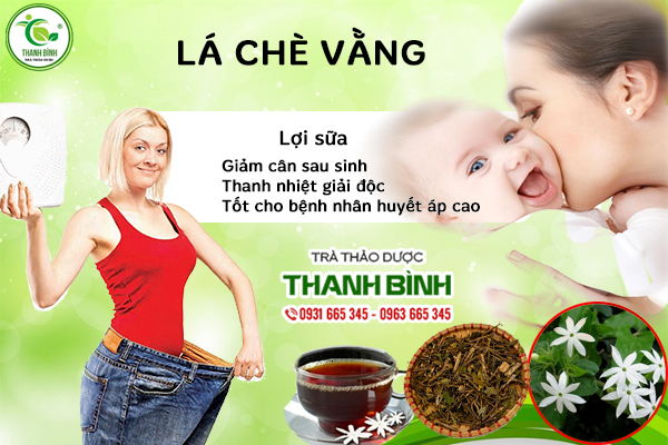 Lá chè vằng có những công dụng gì?