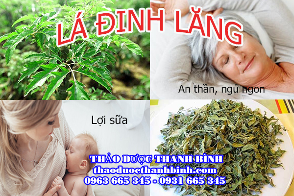 Giới thiệu về lá đinh lăng