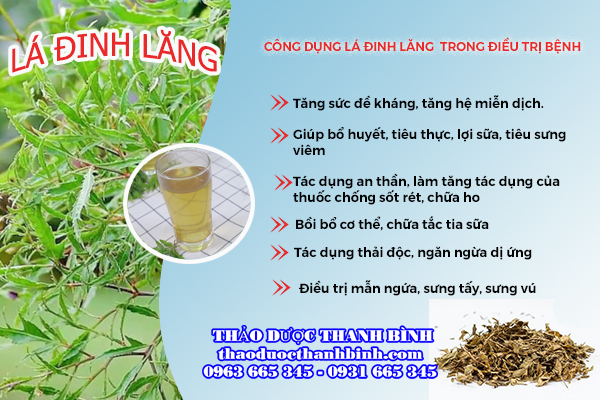 Những tác dụng của lá đinh lăng mang lại