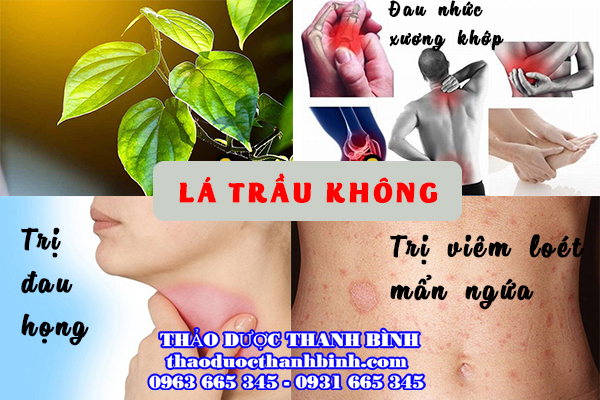 Đặc điểm về lá trầu không 