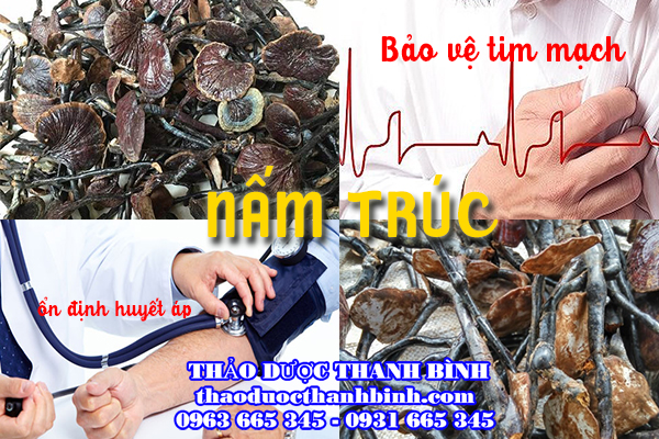 Tìm hiểu về dược tính của nấm trúc