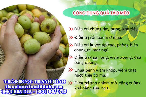 Công dụng trị bệnh của quả táo mèo