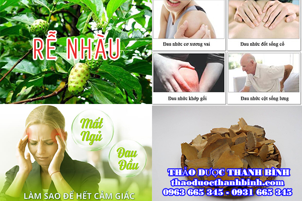 Giới thiệu vị thuốc rễ nhàu