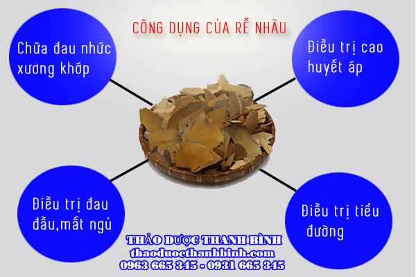 Rễ nhàu có công dụng gì?