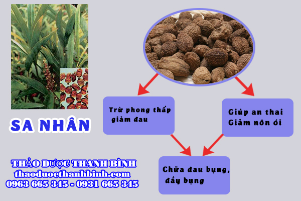 Công dụng của sa nhân 