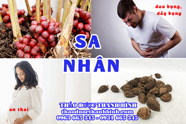 Giới thiệu vị thuốc sa nhân