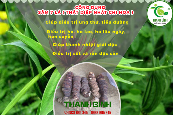 Một số cách dùng sâm 7 lá hiệu quả