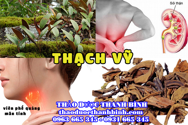 Giới thiệu vị thuốc thạch vỹ 