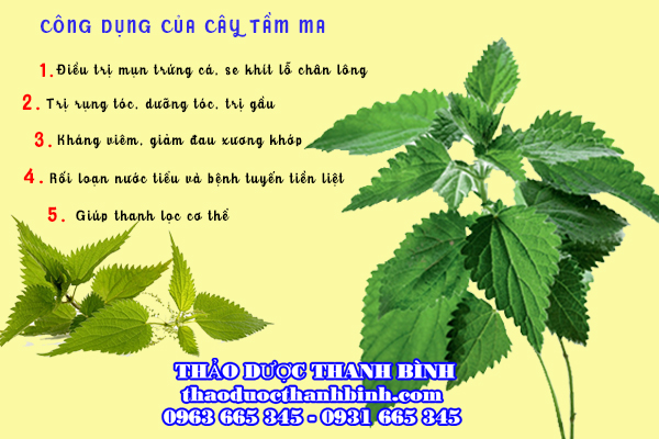 Giới thiệu vị thuốc cây tầm ma 